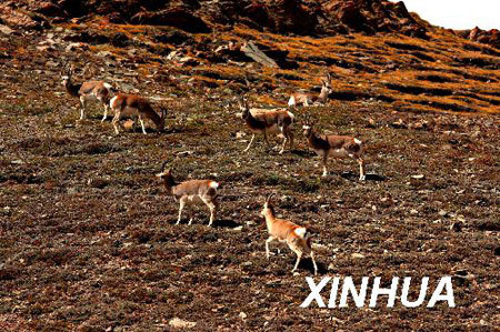 Photo taken on Sept. 29, 2008 shows a flock of Tibetan gazelles seeking food on a hillside. [Xinhua Photo]　
