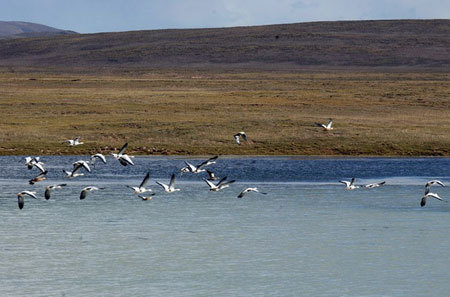 File photo shows barheaded gooses at a lake in the Sanjiangyuan (Three-River-Source) National Nature Reserve in west China's Qinghai Province. [Xinhua Photo]　