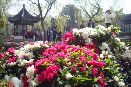 Visitors view flowers in a rhododendron festival held at the Humble Administrator&apos;s Garden in Suzhou, east China&apos;s Jiangsu Province, March 25, 2009. There will be more than 30,000 pots of rhododendron of over 100 kinds to be displayed during the festival opened here on Wednesday.