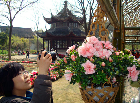 A visitor takes photo of blossoming rhododendron during a rhododendron festival held at the Humble Administrator&apos;s Garden in Suzhou, east China&apos;s Jiangsu Province, March 25, 2009. There will be more than 30,000 pots of rhododendron of over 100 kinds to be displayed during the festival opened here on Wednesday.