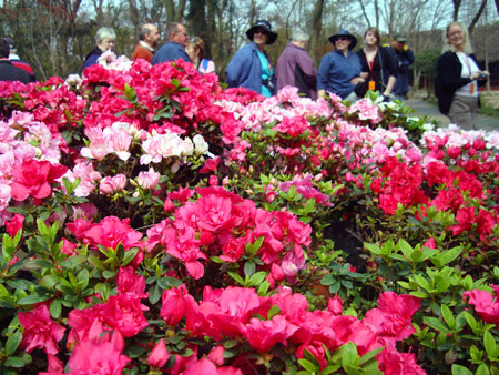 Visitors view flowers during a rhododendron festival held at the Humble Administrator&apos;s Garden in Suzhou, east China&apos;s Jiangsu Province, March 25, 2009. There will be more than 30,000 pots of rhododendron of over 100 kinds to be displayed during the festival opened here on Wednesday.