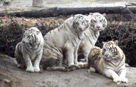 Four white tigers look at visitors at the newly-opened White Tiger Safari of Everland amusement park in Yongin, about 50 km (31 miles) south of Seoul, March 26, 2009. [China Daily/Agencies] 