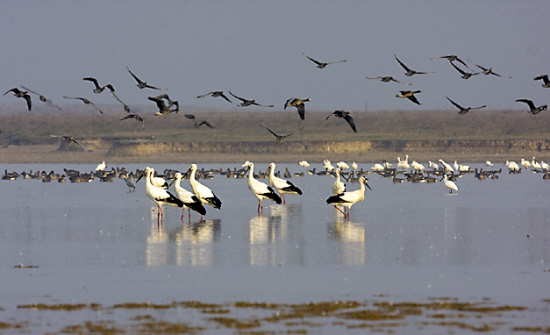 With an area of 3,583 square kilometers, Poyang Lake is an important habitat for migrant birds in winter. [Yangcheng Evening News] 