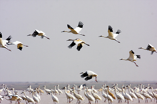 With an area of 3,583 square kilometers, Poyang Lake is an important habitat for migrant birds in winter. [Yangcheng Evening News] 