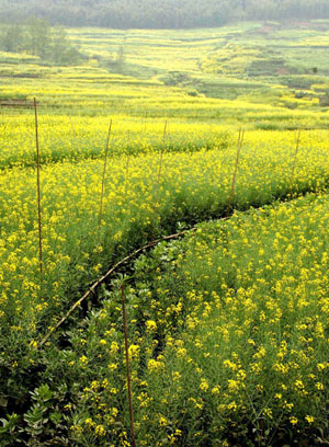 Rape flowers blossom in Baoxing county of southwest China's Sichuan Province, March 26, 2009. [Zhao Yingquan/Xinhua]