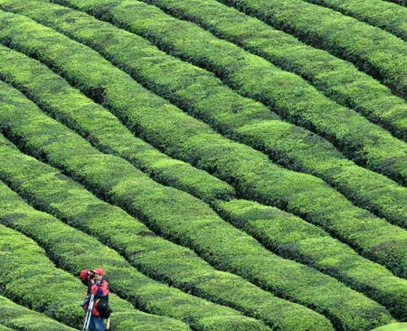 A photographer takes photos of a tea garden in Meitan County, southwest China's Guizhou Province, March 28, 2009. Meitan County is the largest tea production base in northern Guizhou Province with about 1,333 hectares of tea plantation and local government are making their effort to develop ecological tourism in the region. [Xinhua] 