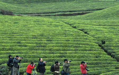 Some photographers take photos of a tea garden in Meitan County, southwest China's Guizhou Province, March 28, 2009. [Xinhua]