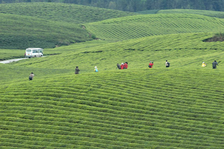 Some photographers take photos of a tea garden in Meitan County, southwest China's Guizhou Province, March 28, 2009. [Xinhua]