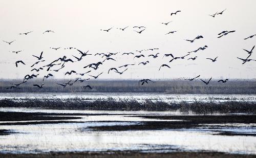 Since late March, thousands of migrating birds such as red-crowned cranes, swans, wild geese, and wild ducks, have been arriving at Panjin Shuangtaizi Estuary Natural Reserve, the biggest state-level wetland natural reserve in Liaoning. [Xinhua] 