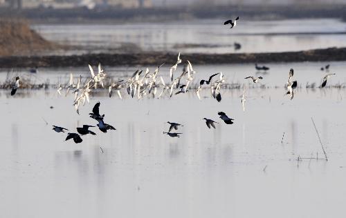 Since late March, thousands of migrating birds such as red-crowned cranes, swans, wild geese, and wild ducks, have been arriving at Panjin Shuangtaizi Estuary Natural Reserve, the biggest state-level wetland natural reserve in Liaoning. [Xinhua] 