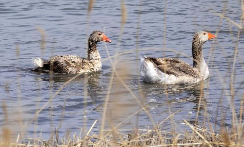 Since late March, thousands of migrating birds such as red-crowned cranes, swans, wild geese, and wild ducks, have been arriving at Panjin Shuangtaizi Estuary Natural Reserve, the biggest state-level wetland natural reserve in Liaoning. [Xinhua] 