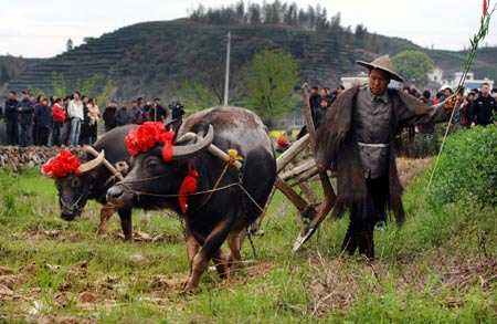 A farmer ploughs the field with farm cattle at the farming cultural festival held in Suichang County, east China's Zhejiang Province, March 30, 2009.