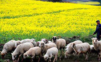 Normal, yellow rapeseed, and how white, bioengineered rapeseed might look. 