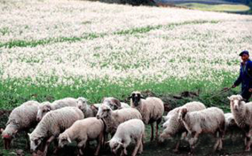 Normal, yellow rapeseed, and how white, bioengineered rapeseed might look. 