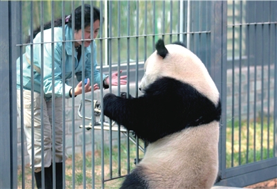 Photo taken on March 30, 2009 shows two-year old Mengmeng, the youngest baby panda in Beijing Zoo, follows her trainer's instructions, such as 'turn left, turn right, sit down, hold your hands out'. [Beijing Times]