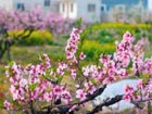 Shanghai peach blossom festival opens