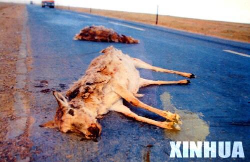 Two Tibetan antelopes killed by speeding vehicles while trying to cross the Qinghai-Tibet Highway. [File photo from Xinhua]