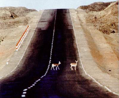  Two deer crossing a highway built in the Kalamaili Natural Reserve in north Xinjiang Uygur Autonomous Region. [File photo from www.showchina.org]
