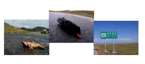 Two wild animals killed by speeding vehicles on the Ruo'ergai Highway in southwest China's Sichuan Province, and a traffic sign set up on the road requesting drivers to slow down as they approach a crossing-place for wild animals. [Photo from www.wwfchina.org]