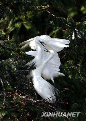 A pair of aigrettes play in their nest in Xiangshan Forest Park in Nanchang City, Jiangxi Province on Arpil 6, 2009.