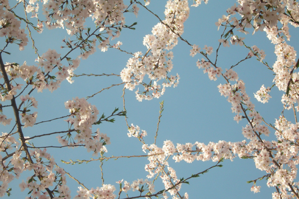 The cherry blossoms in the courtyard of China Radio International, located in the western part of Beijing, are in full bloom. [CRI] 