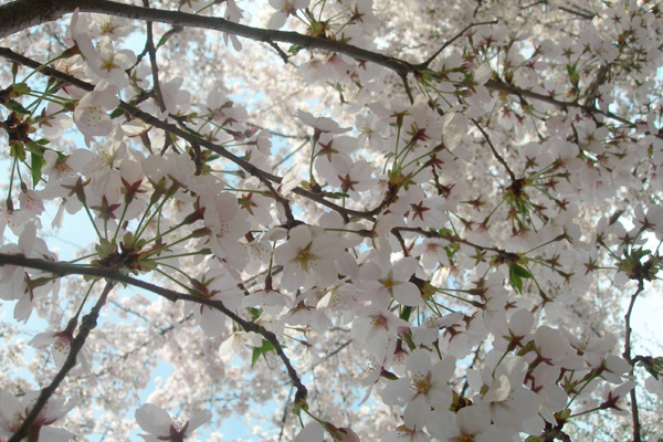 The cherry blossoms in the courtyard of China Radio International, located in the western part of Beijing, are in full bloom. [CRI]