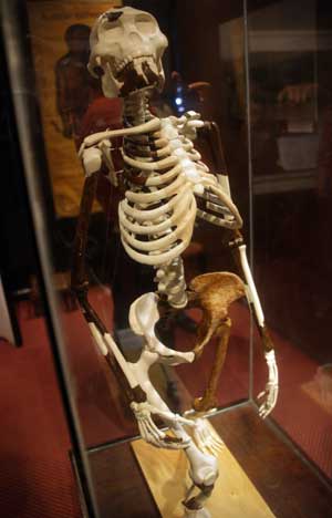 Photo taken on April 8, 2009 shows the replica of 3.2 million-year-old humanoid fossil known as "Lucy" in the National Museum in Addis Ababa, capital of Ethiopia. "Lucy" was found in Afar region by U.S. paleontologists in 1974. 