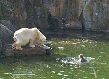 A woman swims towards a polar bear after jumping into a well-fenceed enclosure at Berlin Zoo Friday April 10, 2009. The 32-year-old trespasser was bitten by one of the four polar bears in the enclosure before being pulled back to safety by zookeepers. It's still unclear about the cause of the woman's dangerous stunt, who is now recovering after surgery at local hospital. [cnsphoto]