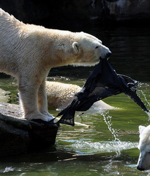 The woman's cardigan hangs from the polar bear's jaws after the attack at Berlin Zoo Friday April 10, 2009. [cnsphoto]