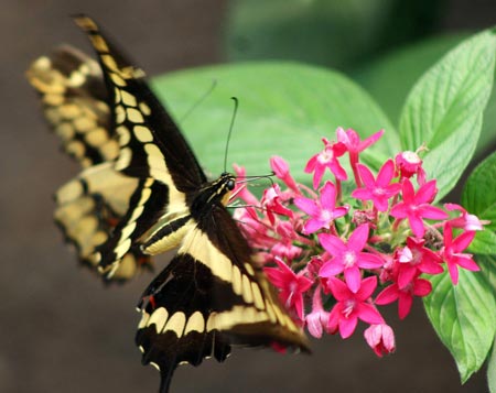 A butterfly stays on a flower in Mindo forest reserve, about 100 km northwest of Quito, Ecuador, April 12, 2009. Nearly 3,200 species of butterflies exist in this tropical forest. A lot of species are endangered. [Santiago Armas/Xinhua]