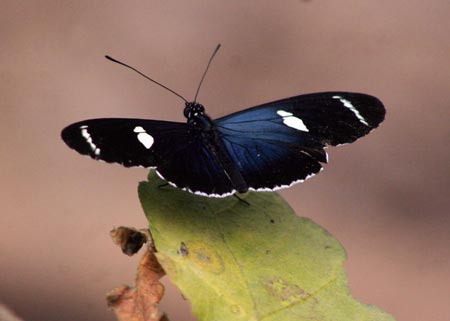 A butterfly stays on a leaf in Mindo forest reserve, about 100 km northwest of Quito, Ecuador, April 12, 2009. Nearly 3,200 species of butterflies exist in this tropical forest. A lot of species are endangered. [Santiago Armas/Xinhua]