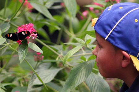 A boy looks at a butterfly staying on a flower in Mindo forest reserve, about 100 km northwest of Quito, Ecuador, April 12, 2009. Nearly 3,200 species of butterflies exist in this tropical forest. A lot of species are endangered. [Santiago Armas/Xinhua]