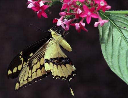 A butterfly stays on a flower in Mindo forest reserve, about 100 km northwest of Quito, Ecuador, April 12, 2009. Nearly 3,200 species of butterflies exist in this tropical forest. A lot of species are endangered. [Santiago Armas/Xinhua]