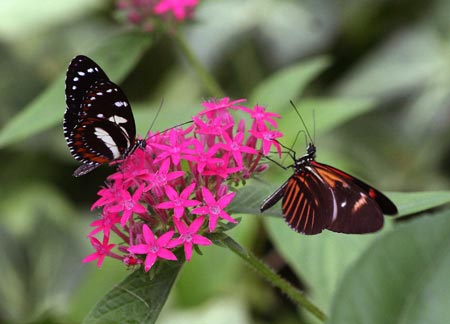 Two butterflies stay on a flower in Mindo forest reserve, about 100 km northwest of Quito, Ecuador, April 12, 2009. Nearly 3,200 species of butterflies exist in this tropical forest. A lot of species are endangered. [Santiago Armas/Xinhua]