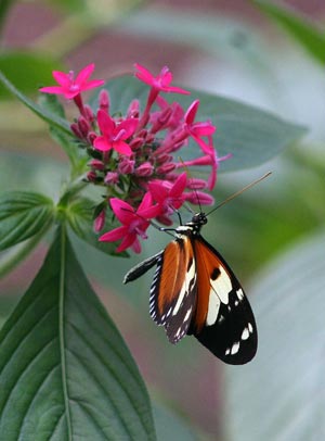 A butterfly stays on a flower in Mindo forest reserve, about 100 km northwest of Quito, Ecuador, April 12, 2009. Nearly 3,200 species of butterflies exist in this tropical forest. A lot of species are endangered. [Santiago Armas/Xinhua]