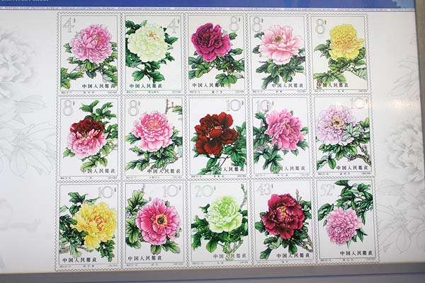 Photo taken on April 10, 2009 shows the peony stamps designed and issued for the China 2009 World Stamp Exhibition in the new hall of Luoyang Museum, in Luoyang, central China&apos;s Henan province. [Photo: CRIENGLISH.com/Zhu Jin]