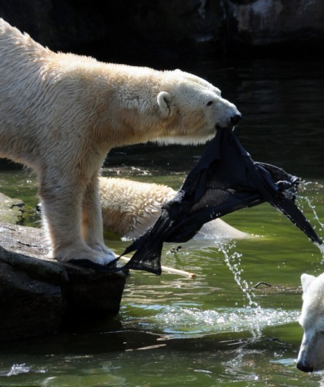 One polar bear still bites her clothes after it attacks a German woman who jumps into a Polar Bear enclosure at Berlin Zoo on Saturday. [Photo: Chinanews.cn]