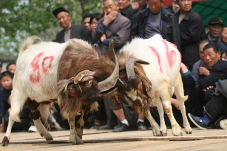 Photo taken on April 13, 2009, shows two goats locked in their horns at Wadian Township, Linquan County, Anhui Province. More than 200 of them took part in a goat-fighting match on this day. [Xinhua] 