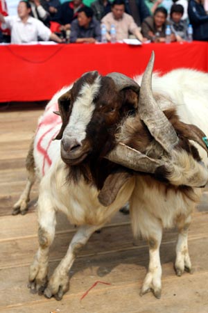 Photo taken on April 13, 2009 shows goat-fighting between two goats at Wadian Township, Linquan County, Anhui Province. There were more than 200 goats taking part in the goat-fighting match on this day. [Xinhua]