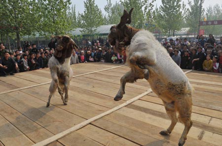  Photo taken on April 13, 2009, shows two goats, on their hind legs, poised to ram at Wadian Township, Linquan County, Anhui Province. More than 200 of them took part in a goat-fighting match on this day. [Xinhua] 