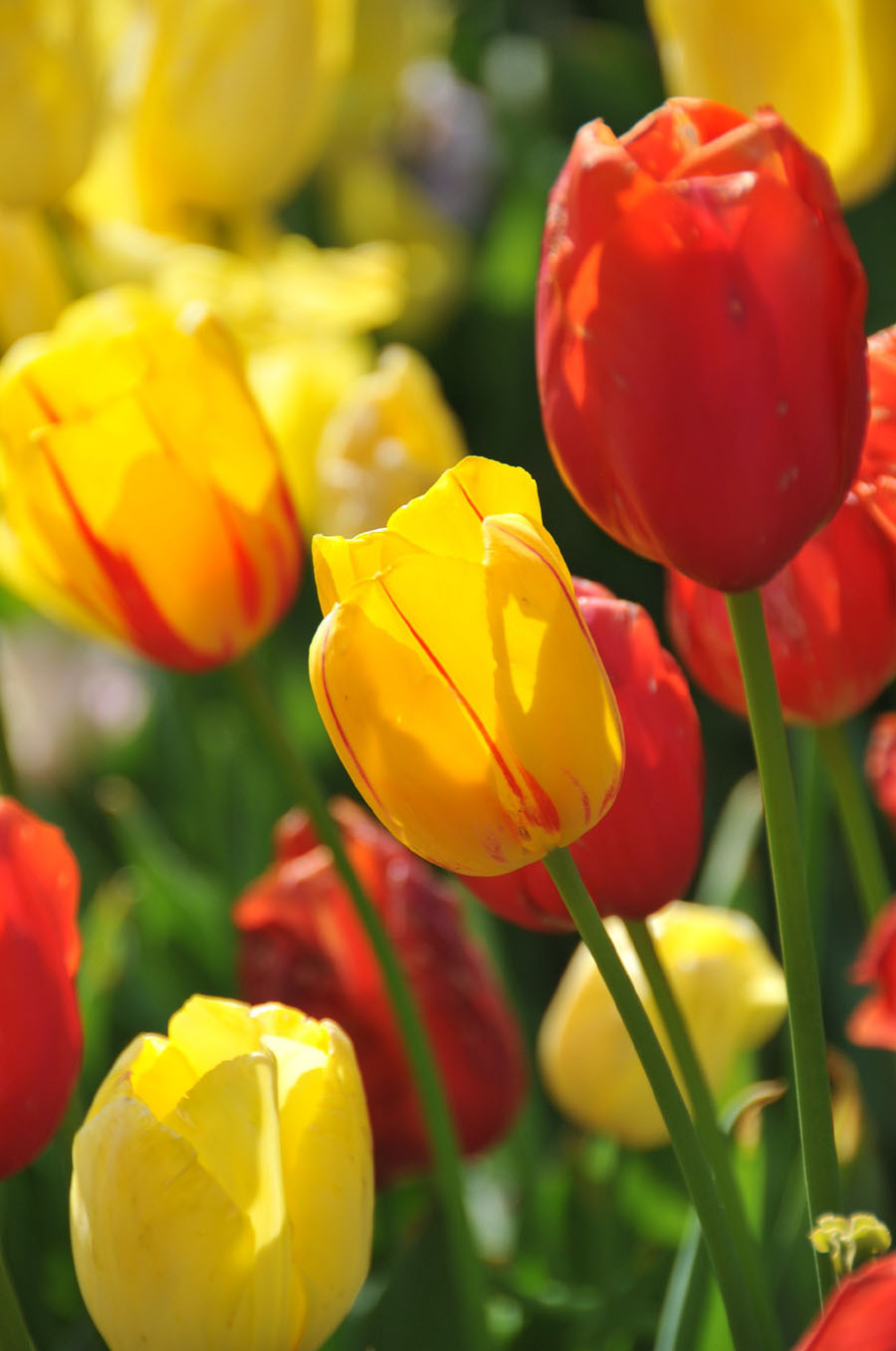 The photo taken on April 10 in Wuhan, Hubei Province shows tulips grow large brightly-colored cup-shaped flowers.[Xiaoyong/China.org.cn]