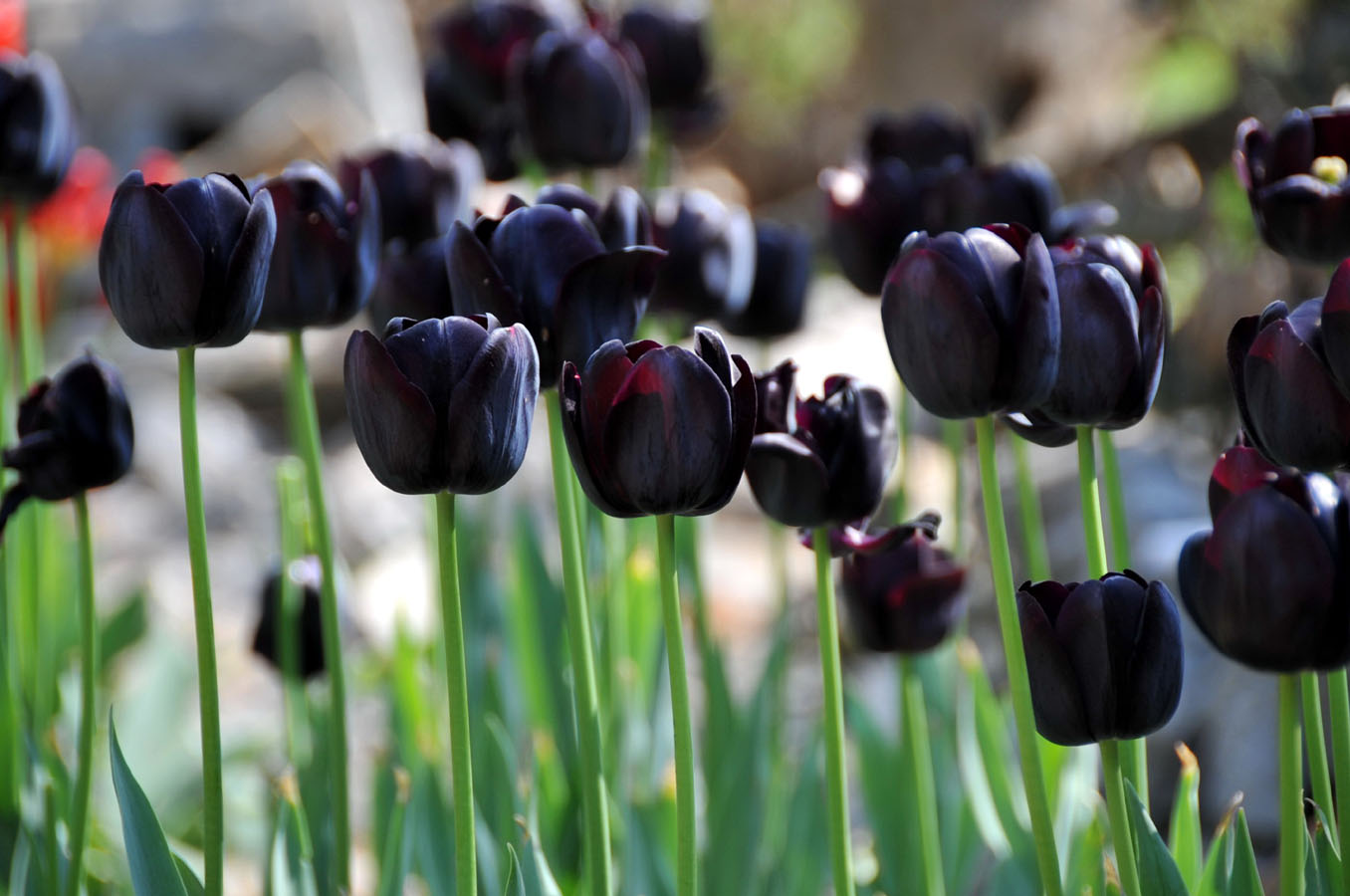 The photo taken on April 10 in Wuhan, Hubei Province shows tulips grow large brightly-colored cup-shaped flowers.[Xiaoyong/China.org.cn]