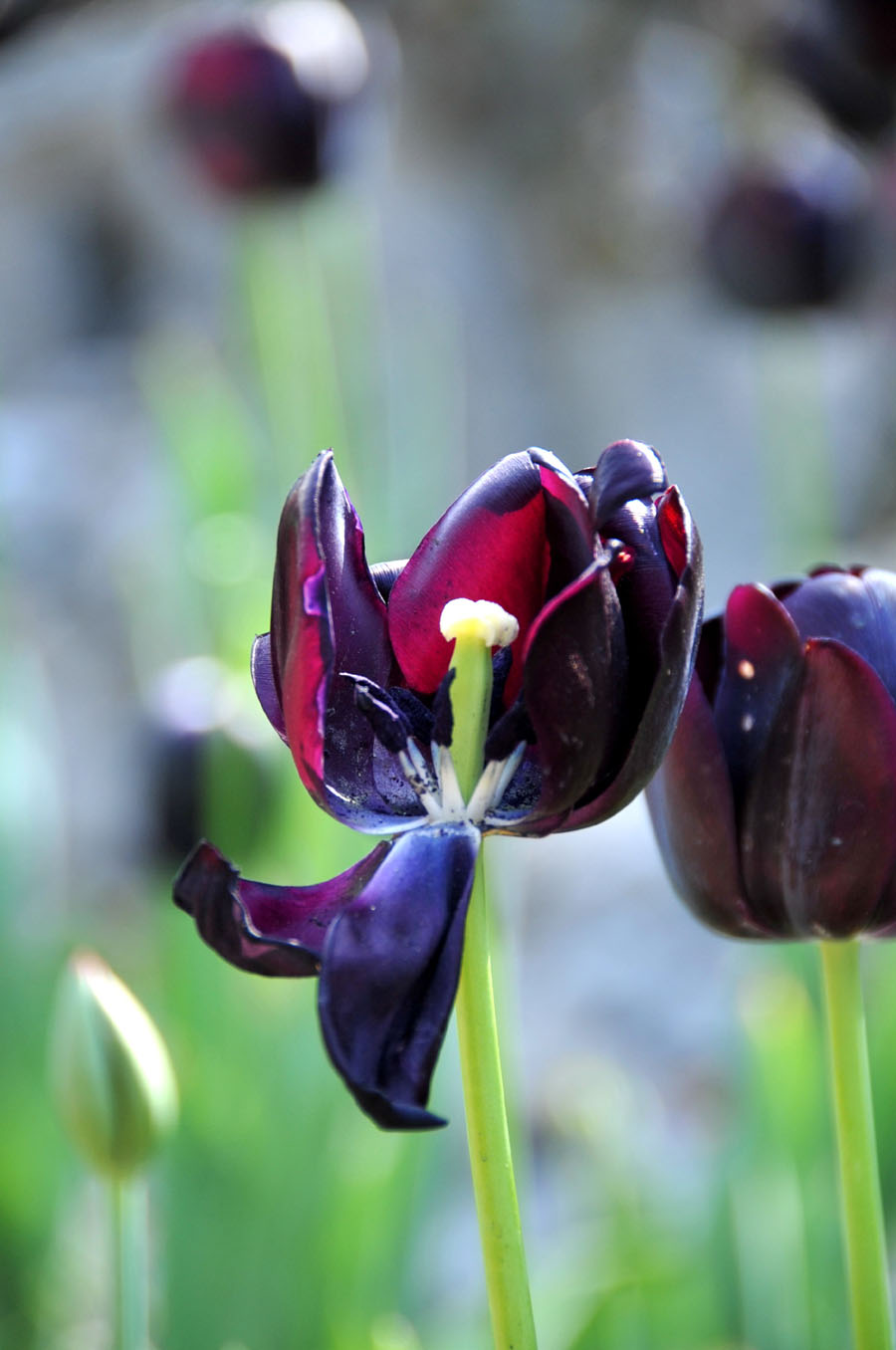 The photo taken on April 10 in Wuhan, Hubei Province shows tulips grow large brightly-colored cup-shaped flowers.[Xiaoyong/China.org.cn]