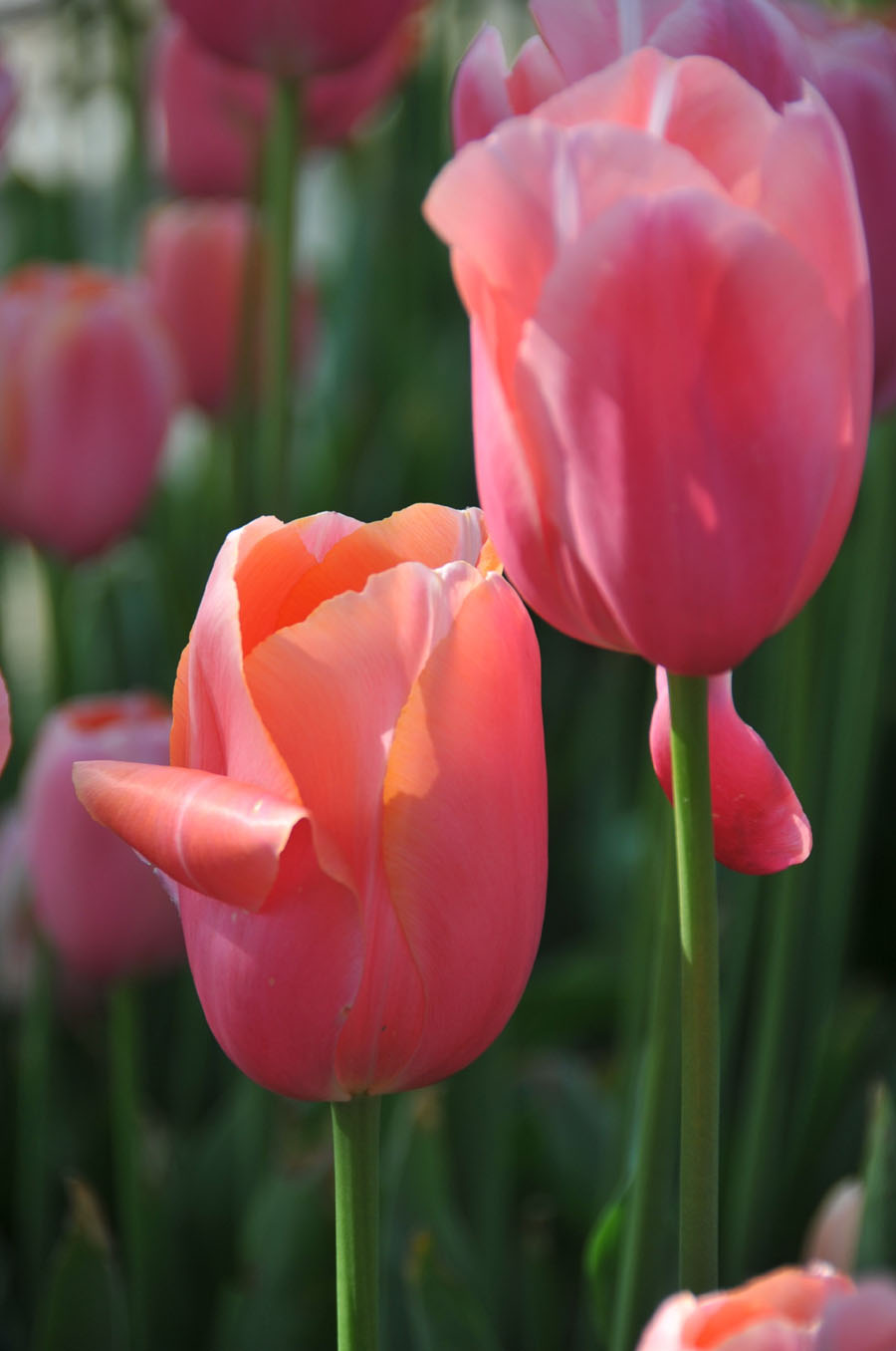 The photo taken on April 10 in Wuhan, Hubei Province shows tulips grow large brightly-colored cup-shaped flowers.[Xiaoyong/China.org.cn]