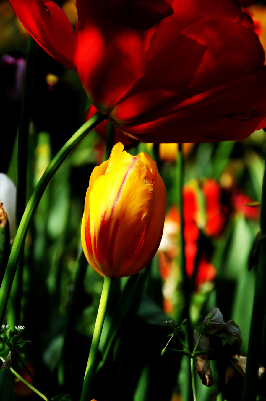 The photo taken on April 10 in Wuhan, Hubei Province shows a tulip grows large brightly-colored cup-shaped flower.[Xiaoyong/China.org.cn] 