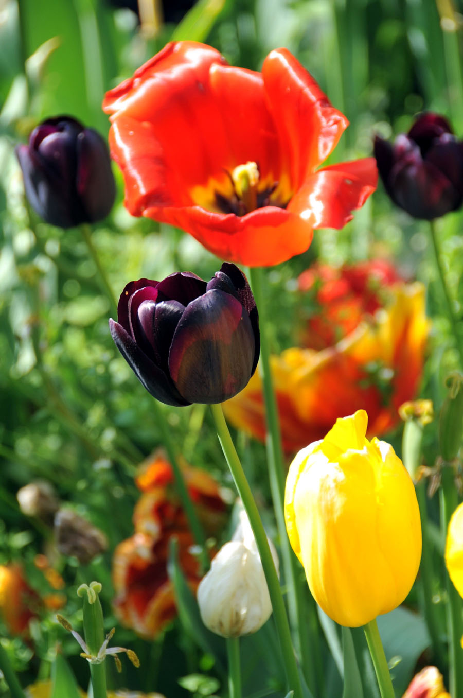  The photo taken on April 10 in Wuhan, Hubei Province shows tulips grow large brightly-colored cup-shaped flowers.[Xiaoyong/China.org.cn]