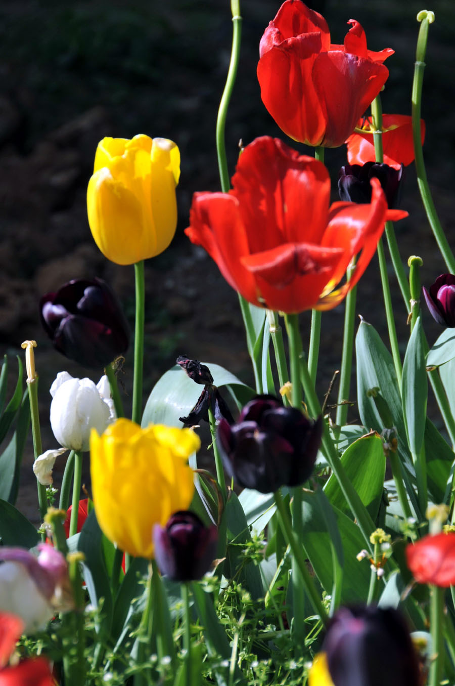  The photo taken on April 10 in Wuhan, Hubei Province shows tulips grow large brightly-colored cup-shaped flowers.[Xiaoyong/China.org.cn]