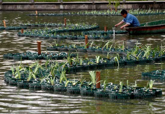 Photo taken on April 11, 2009 shows employees cultivating aquatic plants on the artificial floating island in the Apricot Blossom Park of Hefei, capital city of Anhui Province. This floating island, made up of over 1,600 circular ecological floating beds, aims to purify water and solve issues of algae bloom. [Xinhua] 