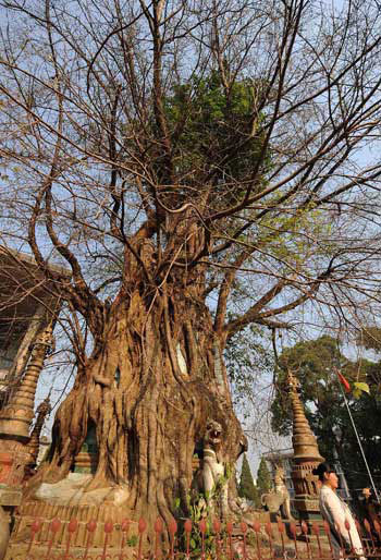 Tourists look at a Dagoba wrapt up by a 210-year-old bodhi tree in the city of Luxi under Dehong Dai and Jingpo Autonomous Prefecture in southwest China&apos;s Yunnan Province, April 13, 2009. The 11.6-meter-high tope dates back to the reign of Emperor Kangxi (1662-1722) of the Qing Dynasty. [Photo: Xinhua]