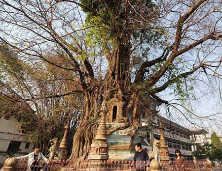 Tourists look at a Dagoba wrapt up by a 210-year-old bodhi tree in the city of Luxi under Dehong Dai and Jingpo Autonomous Prefecture in southwest China's Yunnan Province, April 13, 2009. The 11.6-meter-high tope dates back to the reign of Emperor Kangxi (1662-1722) of the Qing Dynasty.